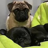 パグのゆげとゆま[pug]