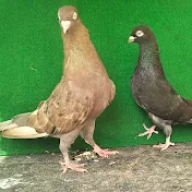 Al qaswa pigeons