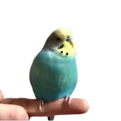 Raisin the Budgie