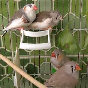 nina birds