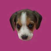 하이 비글 (Hi beagle)