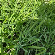 Growing vegetables in Australia