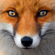 Building Fox