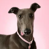 Fairy the Greyhound