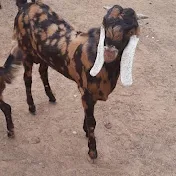 s.n  goat farm ajmer Rajasthan