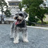 ワンコもおうちも旅も大好き！*I love  home,  travels and my dog.