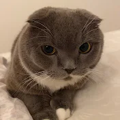 Herr Thomas scottishfold