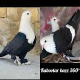 Kabootar Baaz 360°