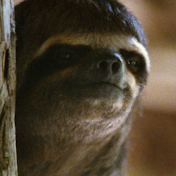 Astute Sloth