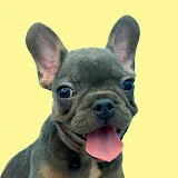 French Bulldog Mun