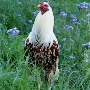 Chicken Miangee