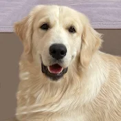 Golden Retriever Buddy