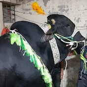Dhaka Qurbani Cattle