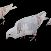 Zeeshan pigeon saler