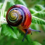 Elrey Snail Official