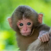 Tis & Mon Monkey Baby