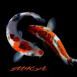 Mustang Koi Australia