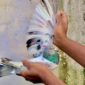 Salauddin Pigeon Lover