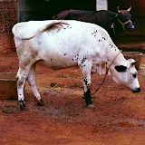 Veterinary Training  Cow Disease and Treatment