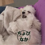 元保護犬ちょびと仲間たち