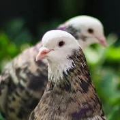 Pigeon.kabotar