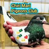 Chiri Mari Pigeons Club