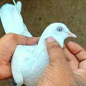 Kurukshetra pigeon farm Haryana