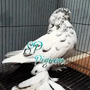 SP Pigeon