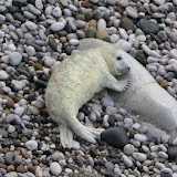 Great Orme Grey Seals (Halichoerus grypus)