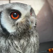 Simon k owl