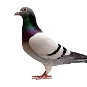 Pigeon Nation