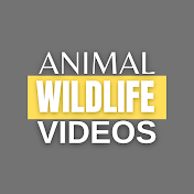 Animal wildlife