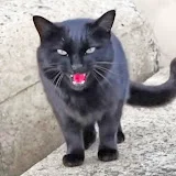 猫の黒ちゃんねる