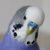 Budgies My Love