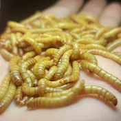 Trại Sâu Sữa MealWorm Xuân Lộc ĐNai