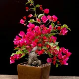 Growing Bonsai by Jelle