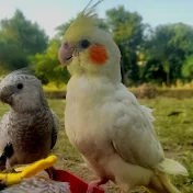 Afridi birds 🐦