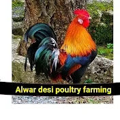 Alwar desi poultry farming