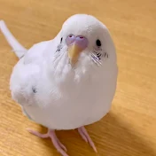 おしゃべりインコてんちゃん