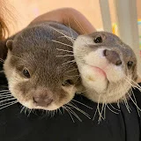 LOUTRE