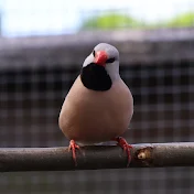 The Estrildid Aviary