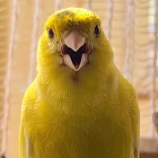 Canary bird's Kanarienvögel