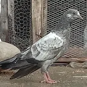 Ayan pigeon