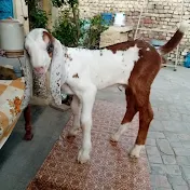 Bakri ka shok