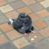 FatPigeon