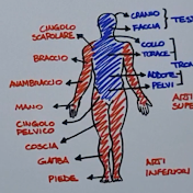 Percorsi Anatomici