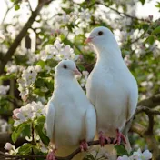 Animalius Hellenic Pigeon