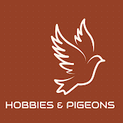 Hobbies & Pigeons