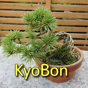 キョウ盆栽-KyoBonsai