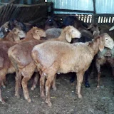 Stavropol Farmer